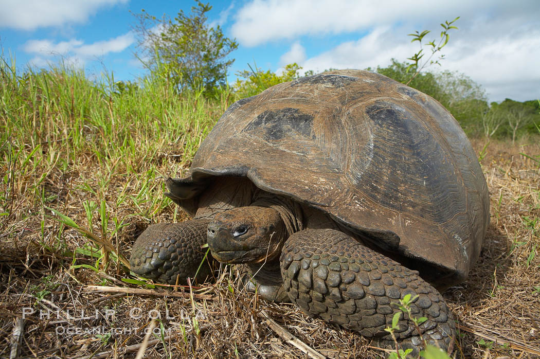Galapagos tortoise, Santa Cruz Island species, highlands of Santa Cruz island. Galapagos Islands, Ecuador, Geochelone nigra, natural history stock photograph, photo id 16482