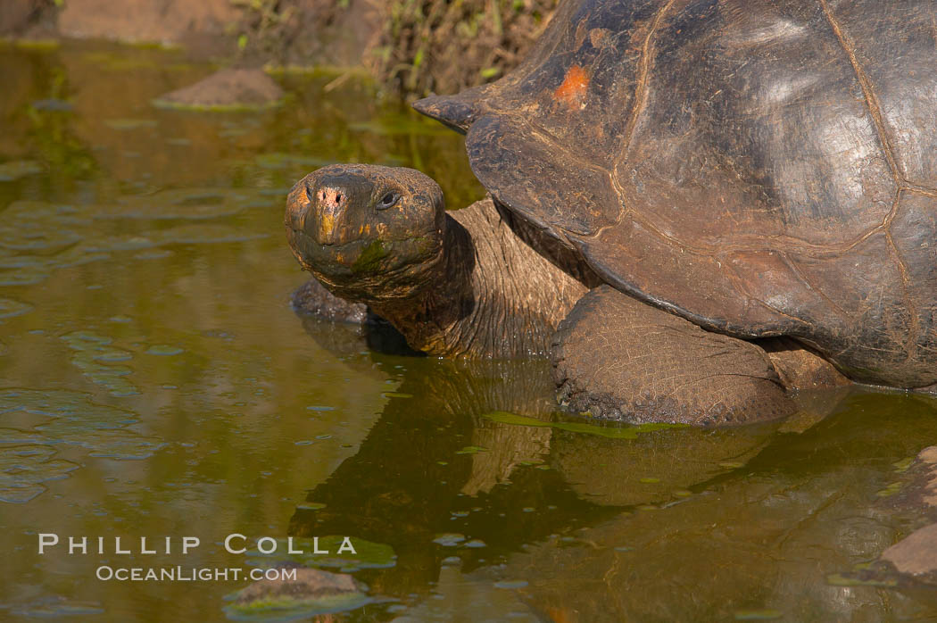 Galapagos tortoise, Santa Cruz Island species, highlands of Santa Cruz island. Galapagos Islands, Ecuador, Geochelone nigra, natural history stock photograph, photo id 16488