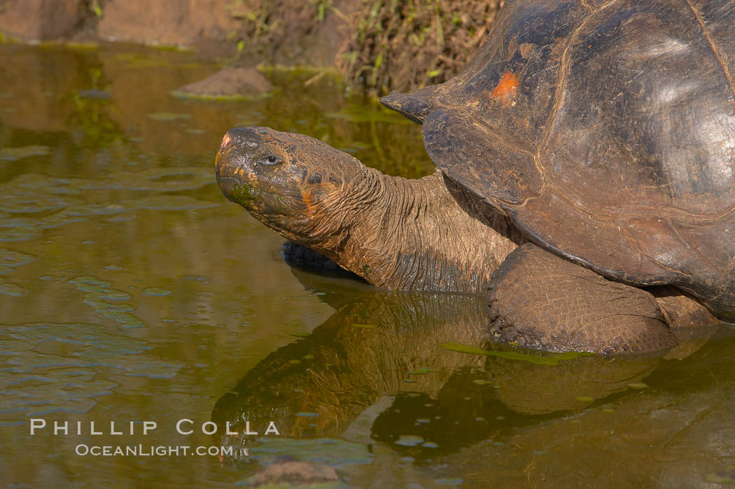 Galapagos tortoise, Santa Cruz Island species, highlands of Santa Cruz island. Galapagos Islands, Ecuador, Geochelone nigra, natural history stock photograph, photo id 16503