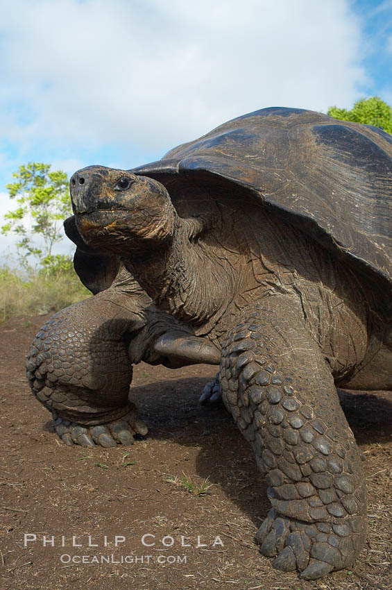 Galapagos tortoise, Santa Cruz Island species, highlands of Santa Cruz island. Galapagos Islands, Ecuador, Geochelone nigra, natural history stock photograph, photo id 16485