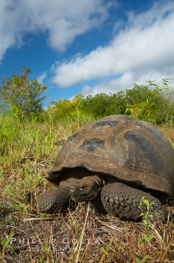 Galapagos tortoise, Santa Cruz Island species, highlands of Santa Cruz island. Galapagos Islands, Ecuador, Geochelone nigra, natural history stock photograph, photo id 16497