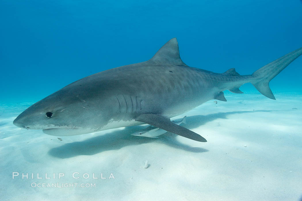 Tiger shark and live sharksucker (remora). Bahamas, Echeneis naucrates, Galeocerdo cuvier, natural history stock photograph, photo id 10670