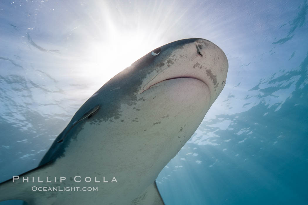 Tiger shark. Bahamas, Galeocerdo cuvier, natural history stock photograph, photo id 10678