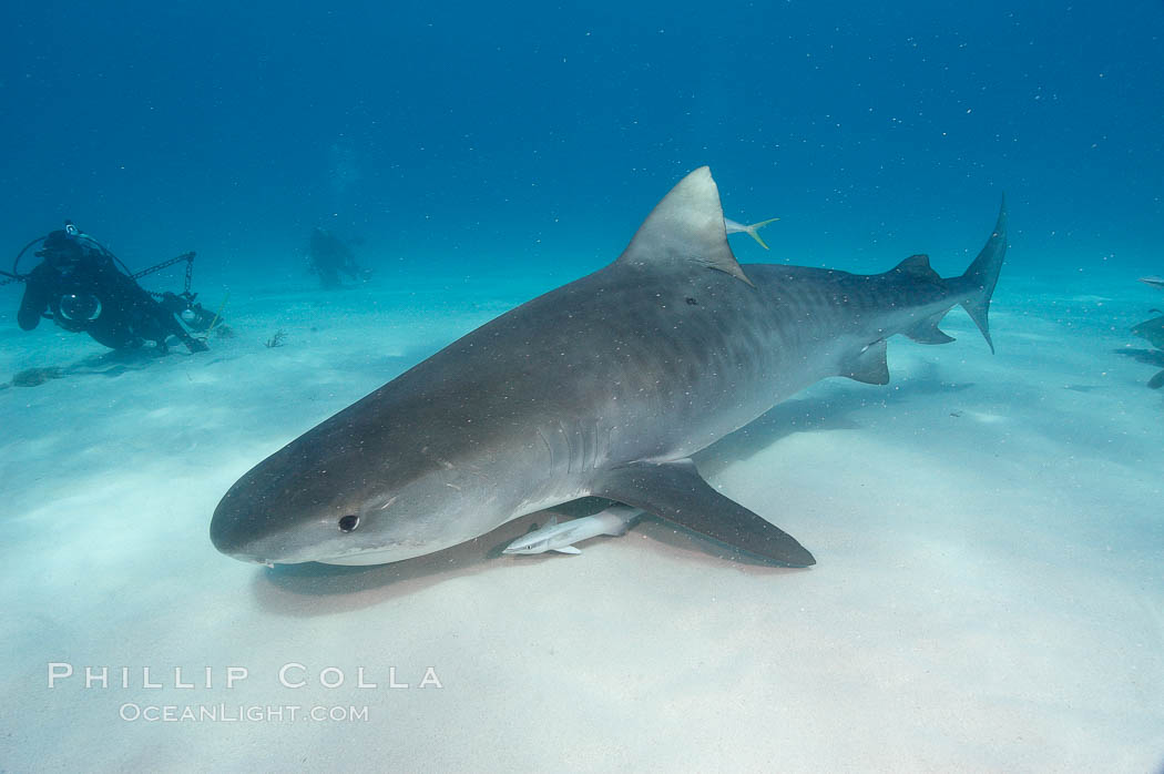 Tiger shark. Bahamas, Galeocerdo cuvier, natural history stock photograph, photo id 10682