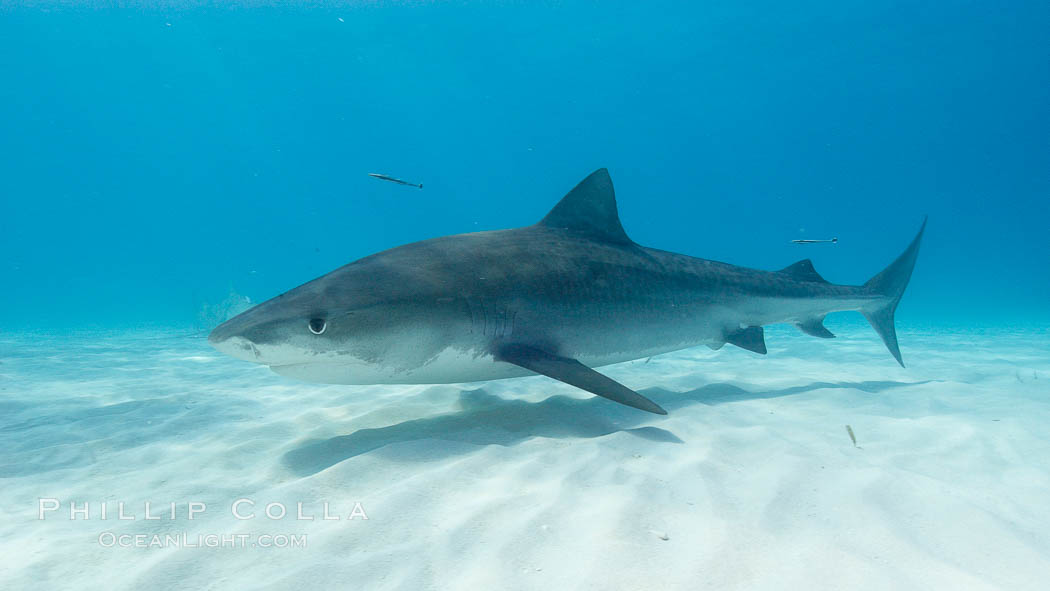 Tiger shark. Bahamas, Galeocerdo cuvier, natural history stock photograph, photo id 10673