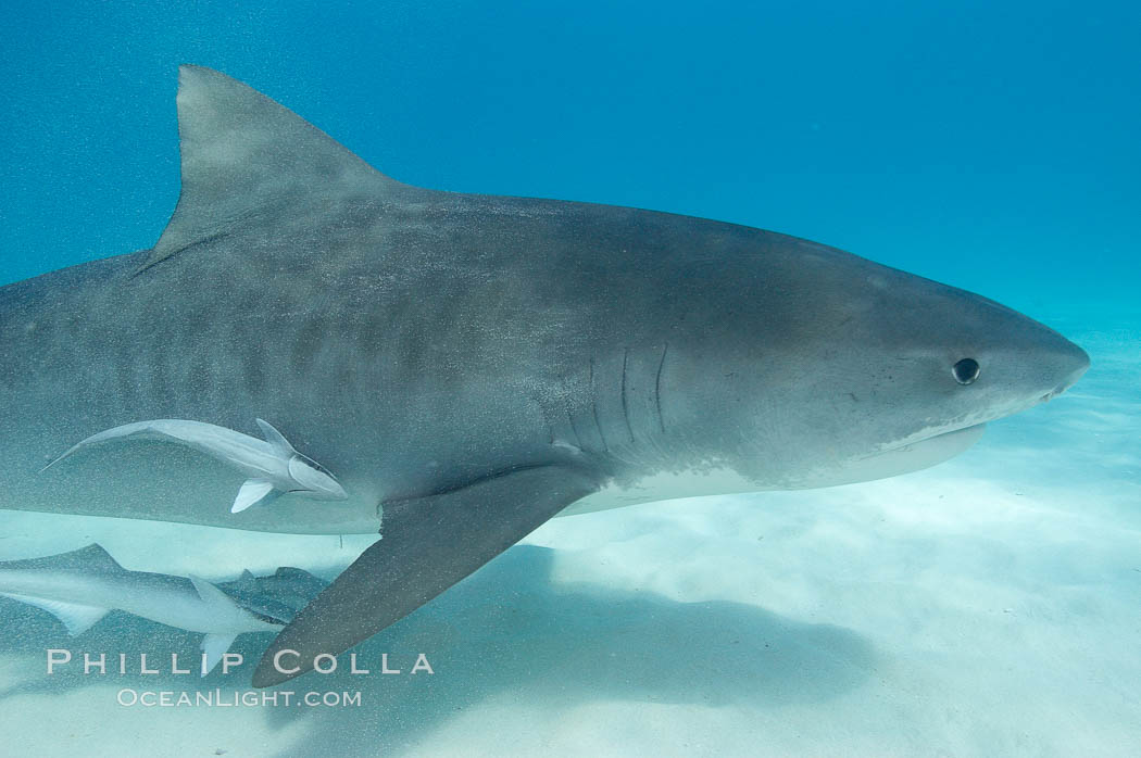 Tiger shark and live sharksucker (remora). Bahamas, Echeneis naucrates, Galeocerdo cuvier, natural history stock photograph, photo id 10677