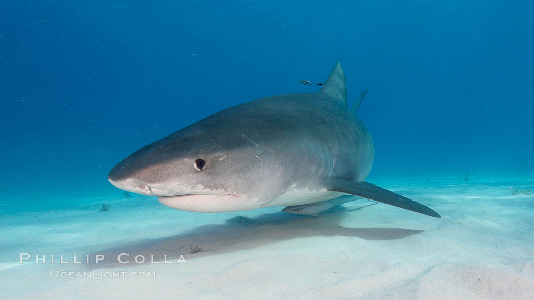 Tiger shark. Bahamas, Galeocerdo cuvier, natural history stock photograph, photo id 10685