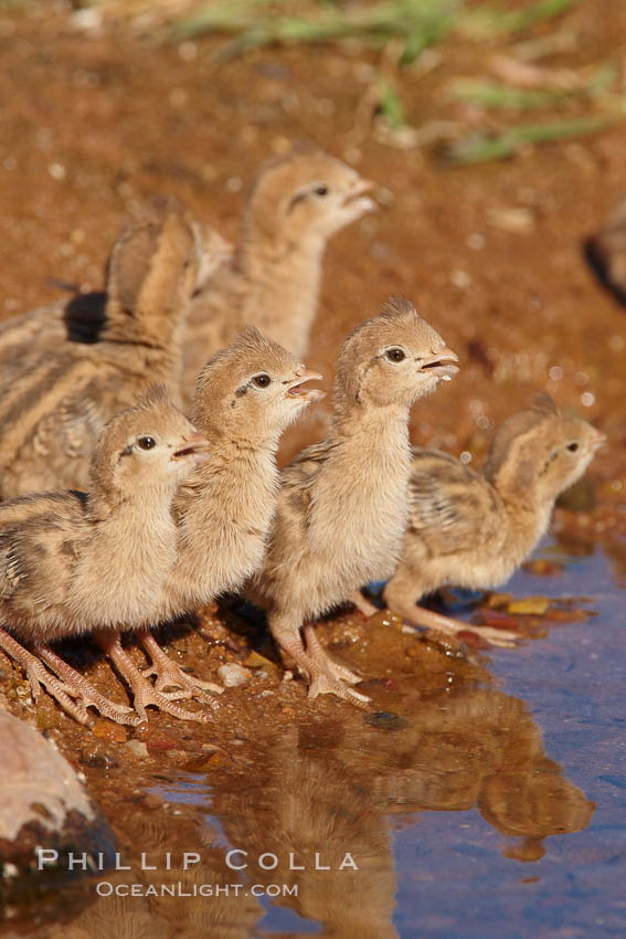 Gambel's quail, chicks. Amado, Arizona, USA, Callipepla gambelii, natural history stock photograph, photo id 22938