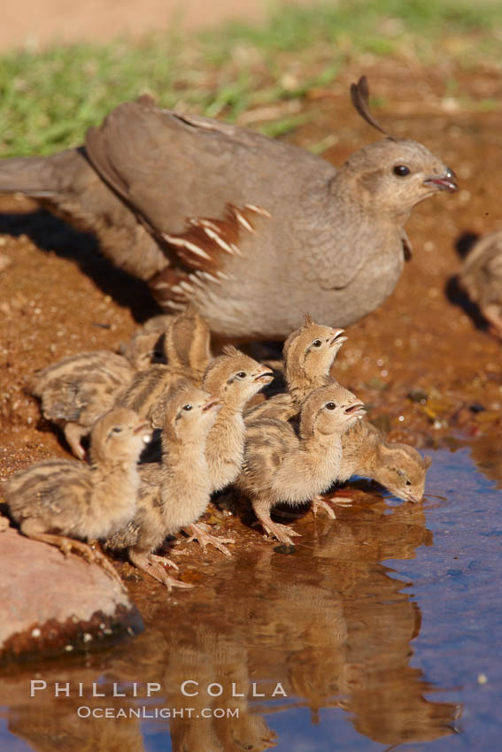 Gambel's quail, chicks and female. Amado, Arizona, USA, Callipepla gambelii, natural history stock photograph, photo id 22970