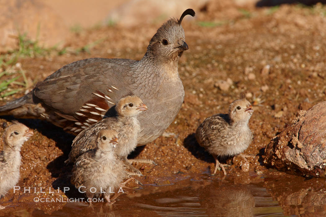 Gambel's quail, chicks and female. Amado, Arizona, USA, Callipepla gambelii, natural history stock photograph, photo id 23006