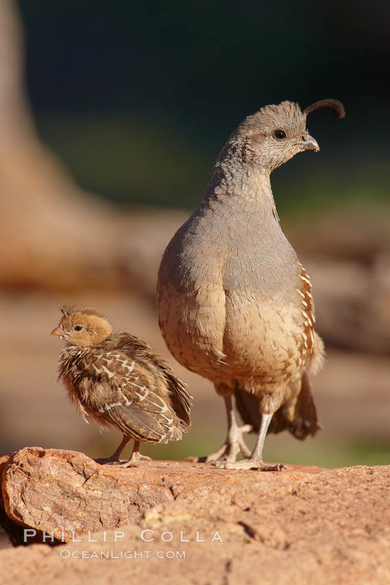 Gambel's quail, chicks and female. Amado, Arizona, USA, Callipepla gambelii, natural history stock photograph, photo id 22908