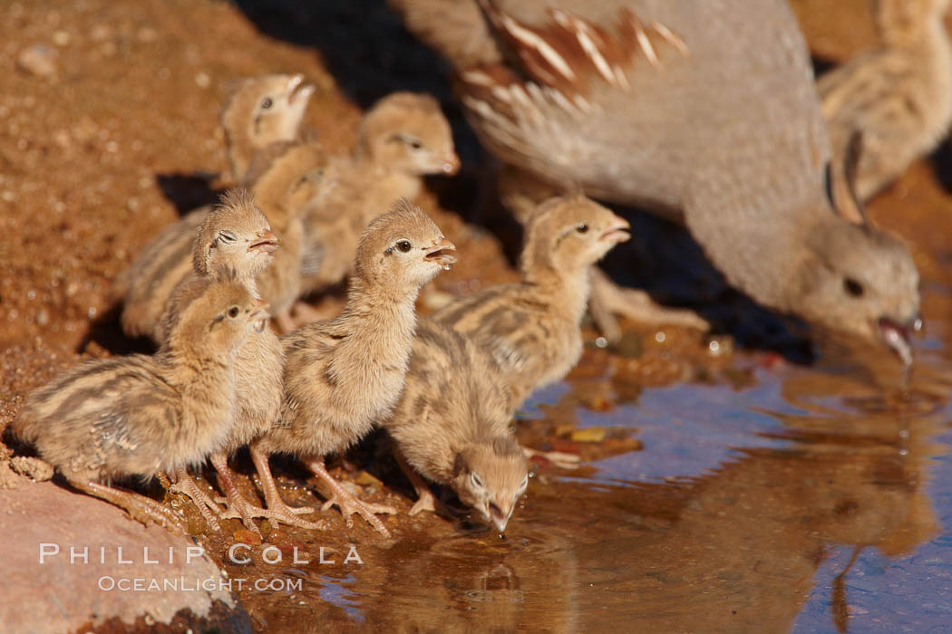 Gambel's quail, chicks, Callipepla gambelii, Amado, Arizona