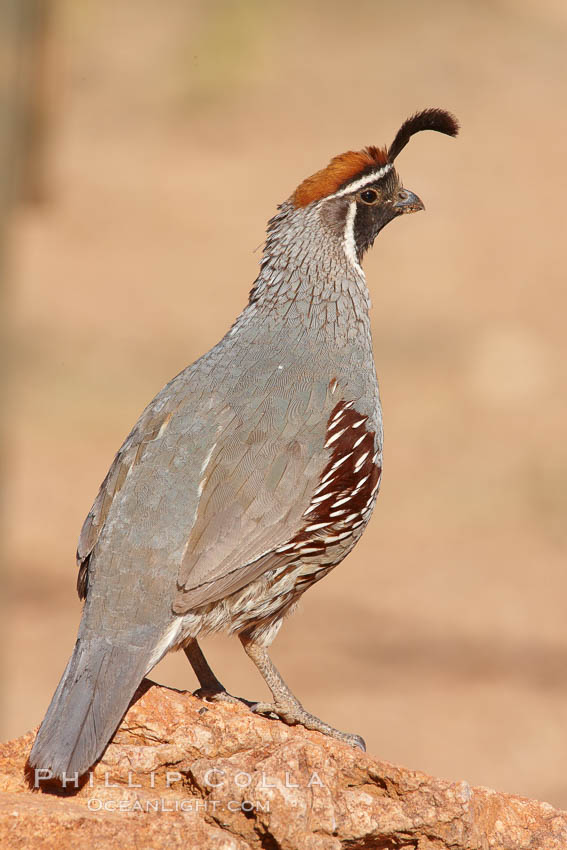Gambel's quail, male. Amado, Arizona, USA, Callipepla gambelii, natural history stock photograph, photo id 23064