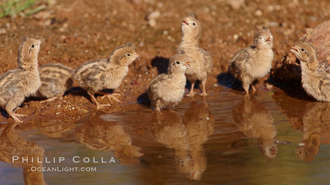 Gambel's quail, chicks. Amado, Arizona, USA, Callipepla gambelii, natural history stock photograph, photo id 22971