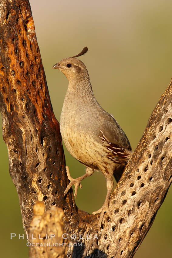 Gambel's quail, female. Amado, Arizona, USA, Callipepla gambelii, natural history stock photograph, photo id 22917