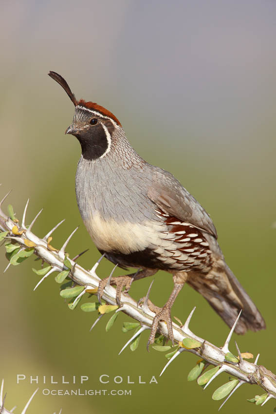 Gambel's quail, male. Amado, Arizona, USA, Callipepla gambelii, natural history stock photograph, photo id 22925