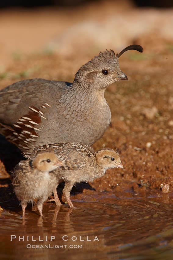 Gambel's quail, chicks and female. Amado, Arizona, USA, Callipepla gambelii, natural history stock photograph, photo id 22969