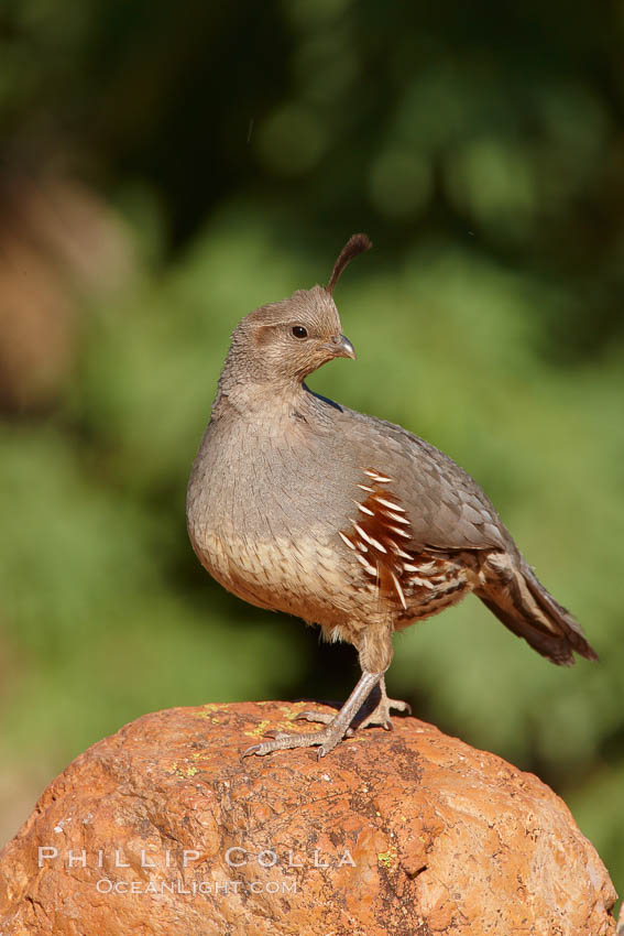 Gambel's quail, female. Amado, Arizona, USA, Callipepla gambelii, natural history stock photograph, photo id 23041