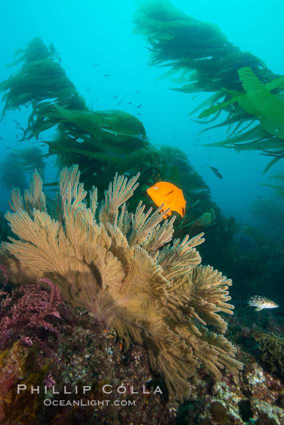 Garibaldi and California golden gorgonian on underwater rocky reef, San Clemente Island. The golden gorgonian is a filter-feeding temperate colonial species that lives on the rocky bottom at depths between 50 to 200 feet deep. Each individual polyp is a distinct animal, together they secrete calcium that forms the structure of the colony. Gorgonians are oriented at right angles to prevailing water currents to capture plankton drifting by. USA, Hypsypops rubicundus, Muricea californica, natural history stock photograph, photo id 30901