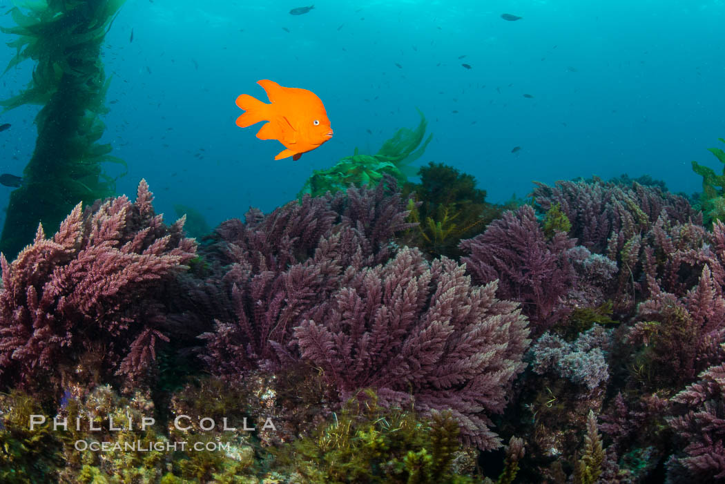 Garibaldi swims over Asparagopsis taxiformis, red marine algae, underwater on reef below kelp forest at San Clemente Island. California, USA, Asparagopsis taxiformis, Hypsypops rubicundus, natural history stock photograph, photo id 30940