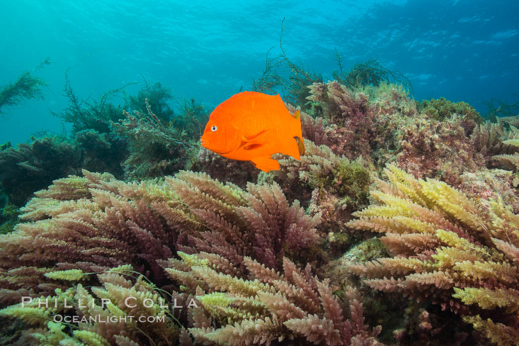 Garibaldi and Asparagopsis taxiformis (red marine algae), San Clemente Island. California, USA, Asparagopsis taxiformis, Hypsypops rubicundus, natural history stock photograph, photo id 30881