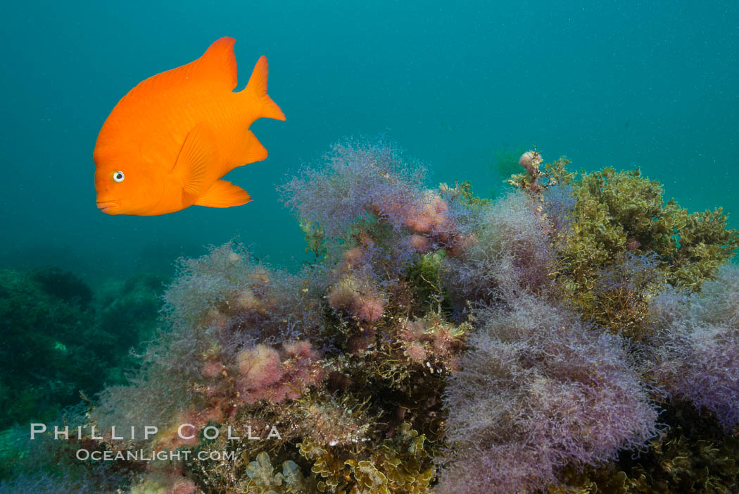 Garibaldi and purple Chondria acrorhizophora marine algae. Catalina Island, California, USA, Chondria acrorhizophora, Hypsypops rubicundus, natural history stock photograph, photo id 30971