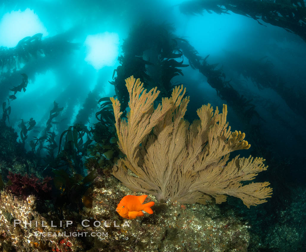 Garibaldi and golden gorgonian, with a underwater forest of giant kelp rising in the background, underwater. San Clemente Island, California, USA, Hypsypops rubicundus, Muricea californica, natural history stock photograph, photo id 37094