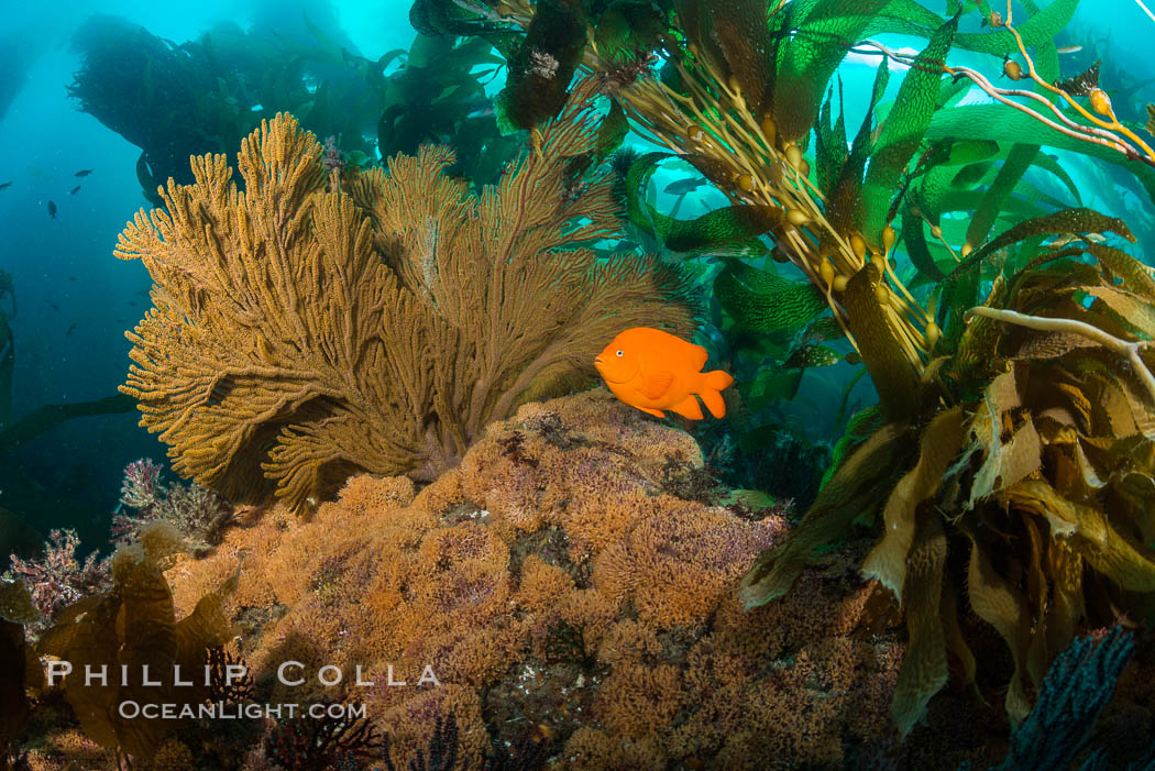 Garibaldi and golden gorgonian, bryozoans, with an underwater forest of giant kelp rising in the background, underwater. Catalina Island, California, USA, natural history stock photograph, photo id 34169