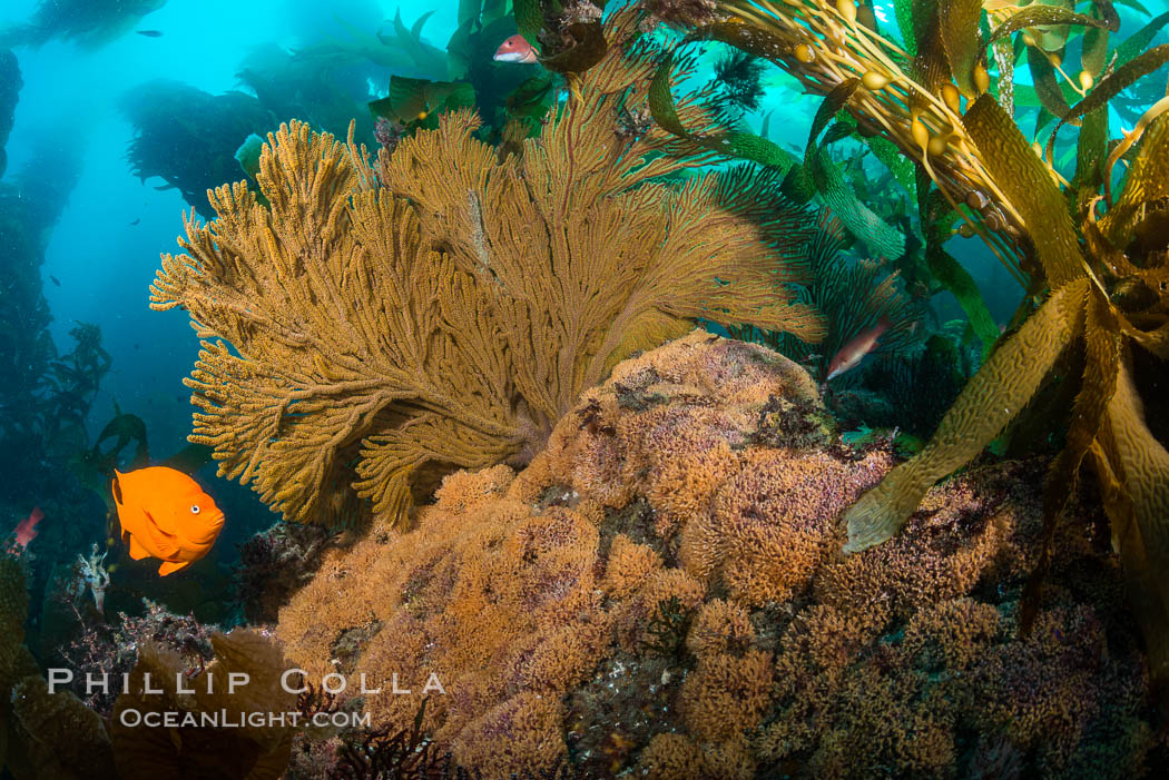 Garibaldi and golden gorgonian, with a underwater forest of giant kelp rising in the background, underwater. Catalina Island, California, USA, Muricea californica, natural history stock photograph, photo id 34185