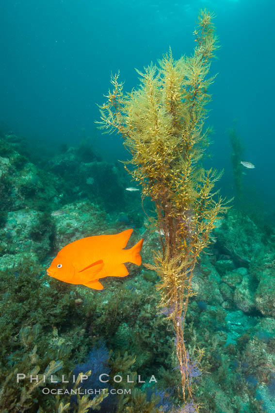 Garibaldi and invasive Sargassum, Catalina. Catalina Island, California, USA, Hypsypops rubicundus, Sargassum horneri, natural history stock photograph, photo id 30967