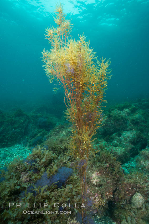 Garibaldi and invasive Sargassum, Catalina. Catalina Island, California, USA, Sargassum horneri, natural history stock photograph, photo id 30969