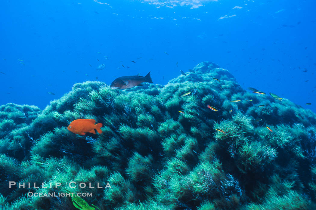 Garibaldi and kelp, Guadalupe Island, Mexico., Hypsypops rubicundus, natural history stock photograph, photo id 36186