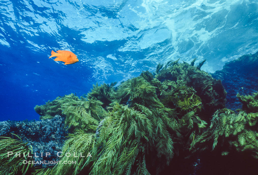 Garibaldi and kelp, Guadalupe Island, Mexico., Hypsypops rubicundus, natural history stock photograph, photo id 36160