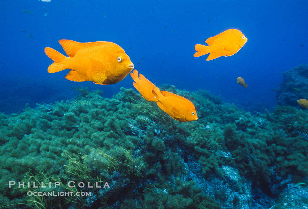 Garibaldi and kelp, Guadalupe Island, Mexico., Hypsypops rubicundus, natural history stock photograph, photo id 36161