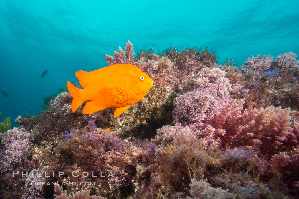 Garibaldi and various marine algae, San Clemente Island. California, USA, Hypsypops rubicundus, natural history stock photograph, photo id 30954