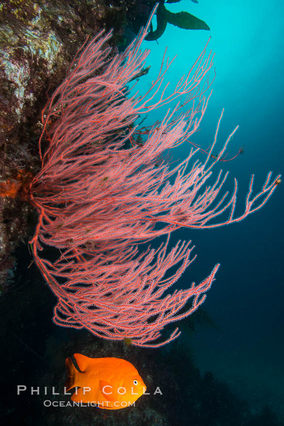 Garibaldi and red gorgonian on rocky reef, below kelp forest, underwater. The red gorgonian is a filter-feeding temperate colonial species that lives on the rocky bottom at depths between 50 to 200 feet deep. Gorgonians are oriented at right angles to prevailing water currents to capture plankton drifting by. San Clemente Island, California, USA, Hypsypops rubicundus, Leptogorgia chilensischilensis, Lophogorgia chilensis, natural history stock photograph, photo id 30870