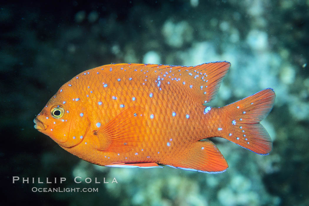 Garibaldi juvenile, vibrant spots distinguish it from pure orange adult form, Coronado Islands, Hypsypops rubicundus, Coronado Islands (Islas Coronado)