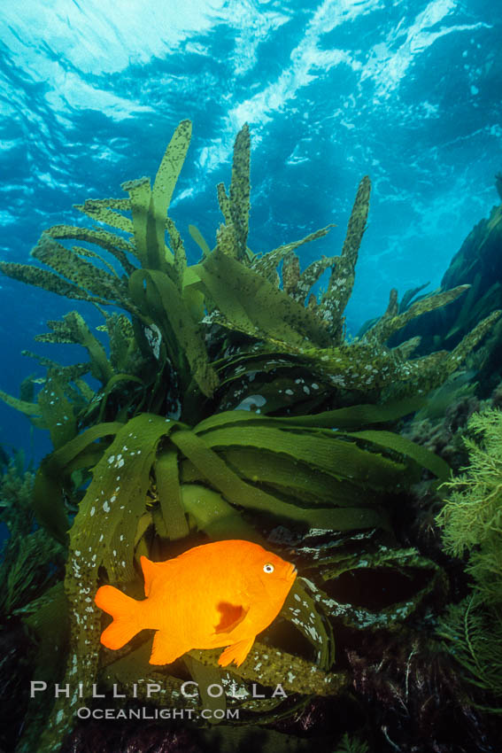 Garibaldi and palm kelp. Catalina Island, California, USA, Hypsypops rubicundus, natural history stock photograph, photo id 01059