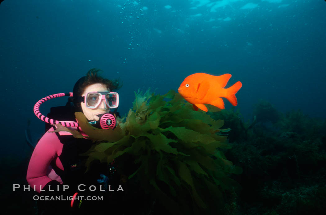 Diver and garibaldi, Catalina. Catalina Island, California, USA, Hypsypops rubicundus, natural history stock photograph, photo id 01971