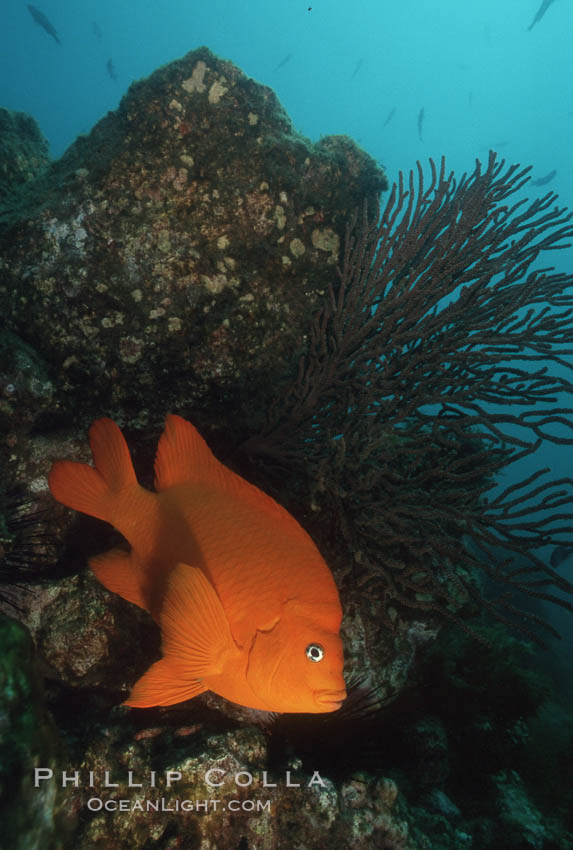 Garibaldi and gorgonian. Catalina Island, California, USA, Hypsypops rubicundus, natural history stock photograph, photo id 01029