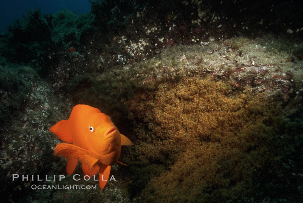 Garibaldi and egg cluster. Catalina Island, California, USA, Hypsypops rubicundus, natural history stock photograph, photo id 01929