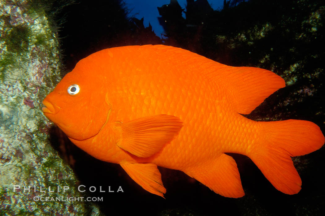 Adult garibaldi. California, USA, Hypsypops rubicundus, natural history stock photograph, photo id 09386