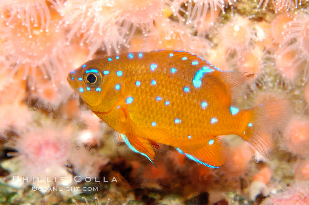 Juvenile garibaldi displaying distinctive blue spots. California, USA, Hypsypops rubicundus, natural history stock photograph, photo id 09402