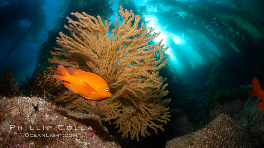 Garibaldi and golden gorgonian, with a underwater forest of giant kelp rising in the background, underwater. Catalina Island, California, USA, Hypsypops rubicundus, Muricea californica, natural history stock photograph, photo id 23432