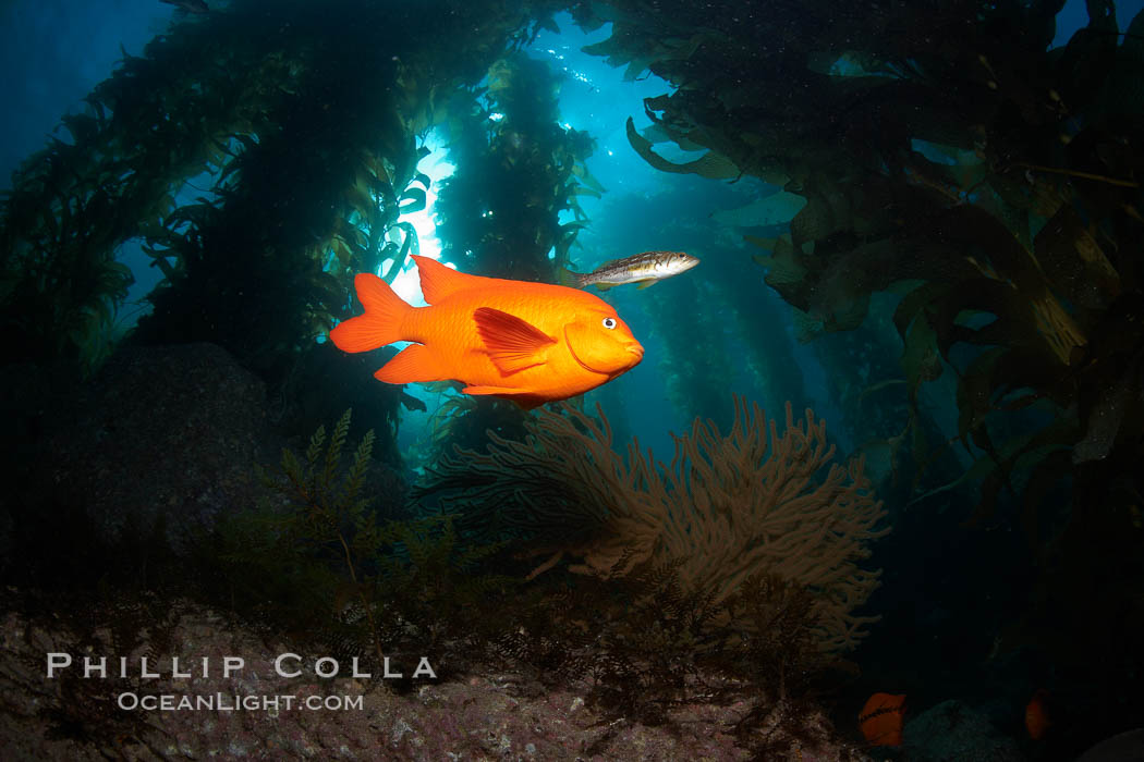 Garibaldi swims in the kelp forest, sunlight filters through towering giant kelp plants rising from the ocean bottom to the surface, underwater. Catalina Island, California, USA, Hypsypops rubicundus, natural history stock photograph, photo id 23572