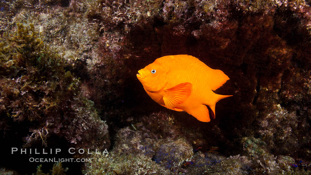 Garibaldi fish on kelp forest reef, underwater. San Clemente Island, California, USA, Hypsypops rubicundus, natural history stock photograph, photo id 25424