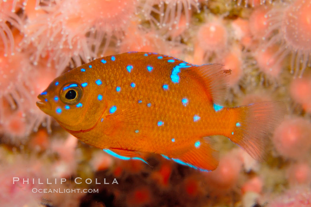 Juvenile garibaldi displaying distinctive blue spots. California, USA, Hypsypops rubicundus, natural history stock photograph, photo id 09387