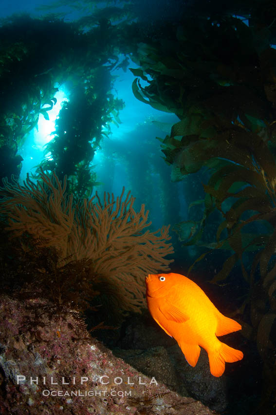 Garibaldi and golden gorgonian, with a underwater forest of giant kelp rising in the background, underwater. Catalina Island, California, USA, Hypsypops rubicundus, natural history stock photograph, photo id 23483