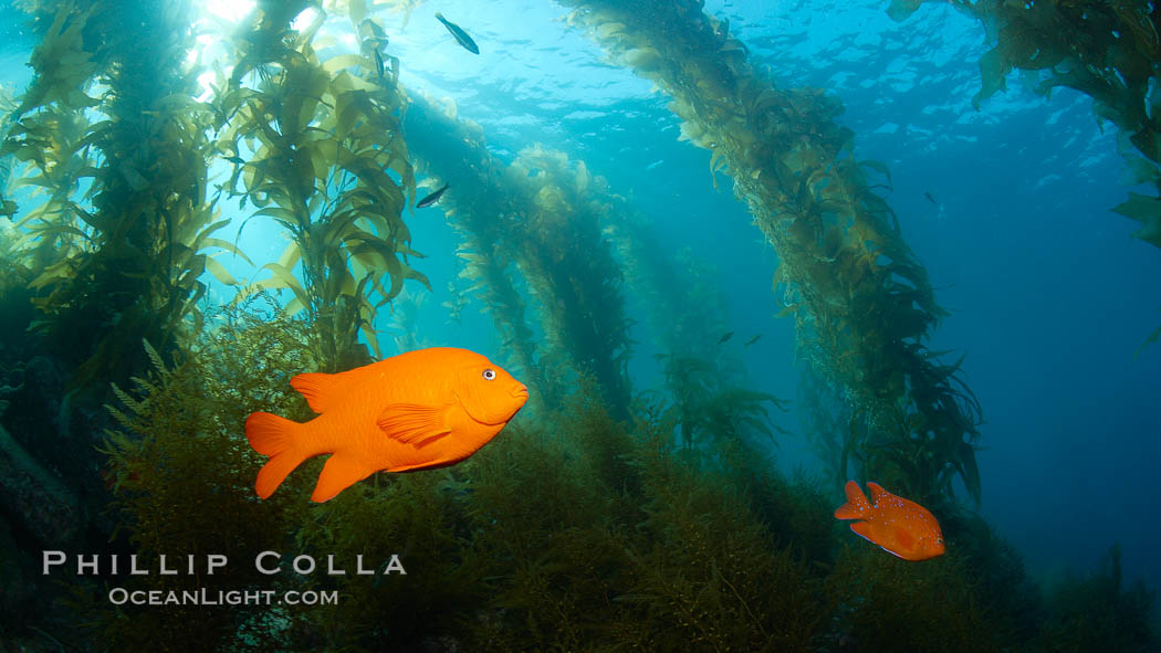 Garibaldi swims in the kelp forest, sunlight filters through towering giant kelp plants rising from the ocean bottom to the surface, underwater. Catalina Island, California, USA, Hypsypops rubicundus, natural history stock photograph, photo id 23457