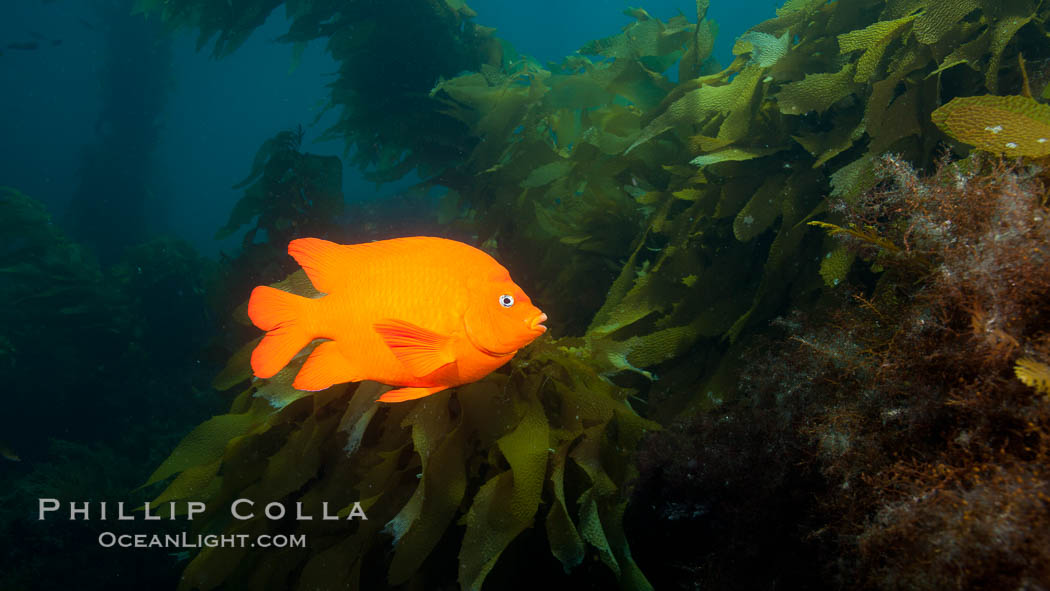 Garibaldi fish on kelp forest reef, underwater. San Clemente Island, California, USA, Hypsypops rubicundus, natural history stock photograph, photo id 25409